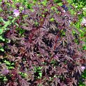 Hibiscus acetosella 'Mahagony Splendor'